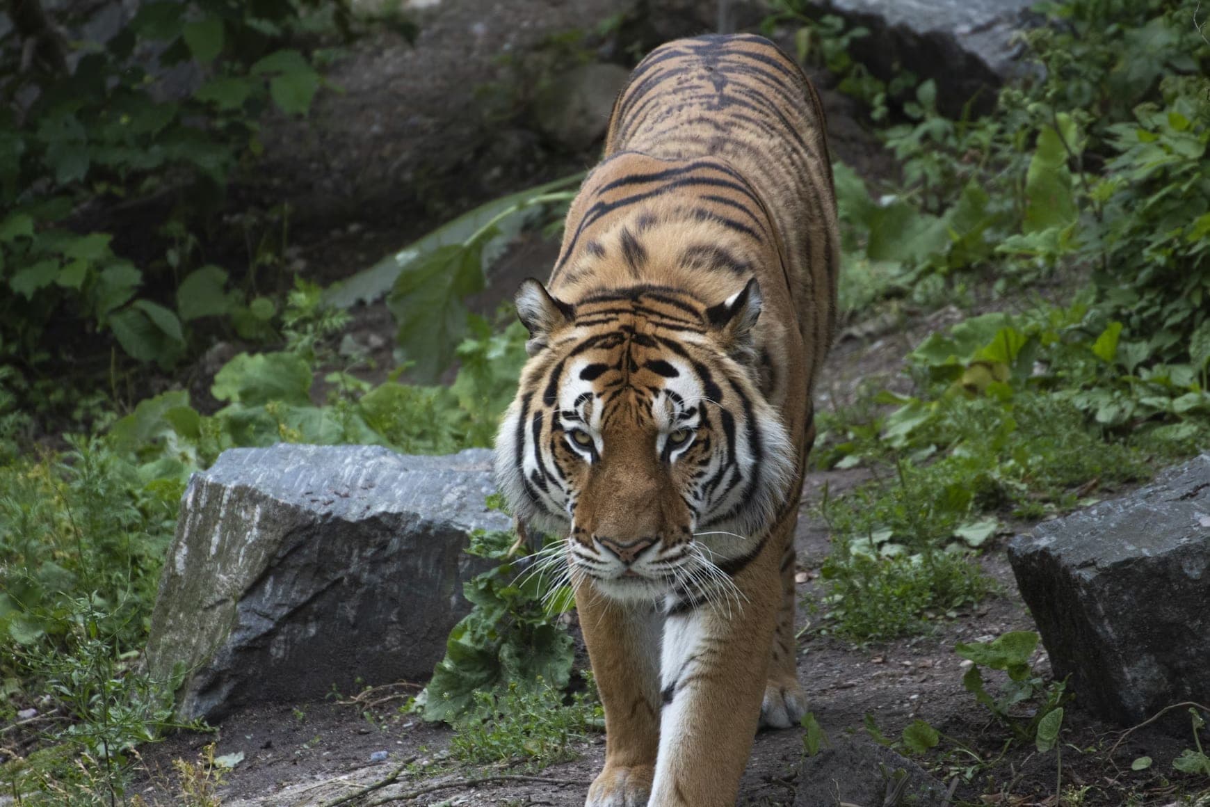Copenhagen Zoo
