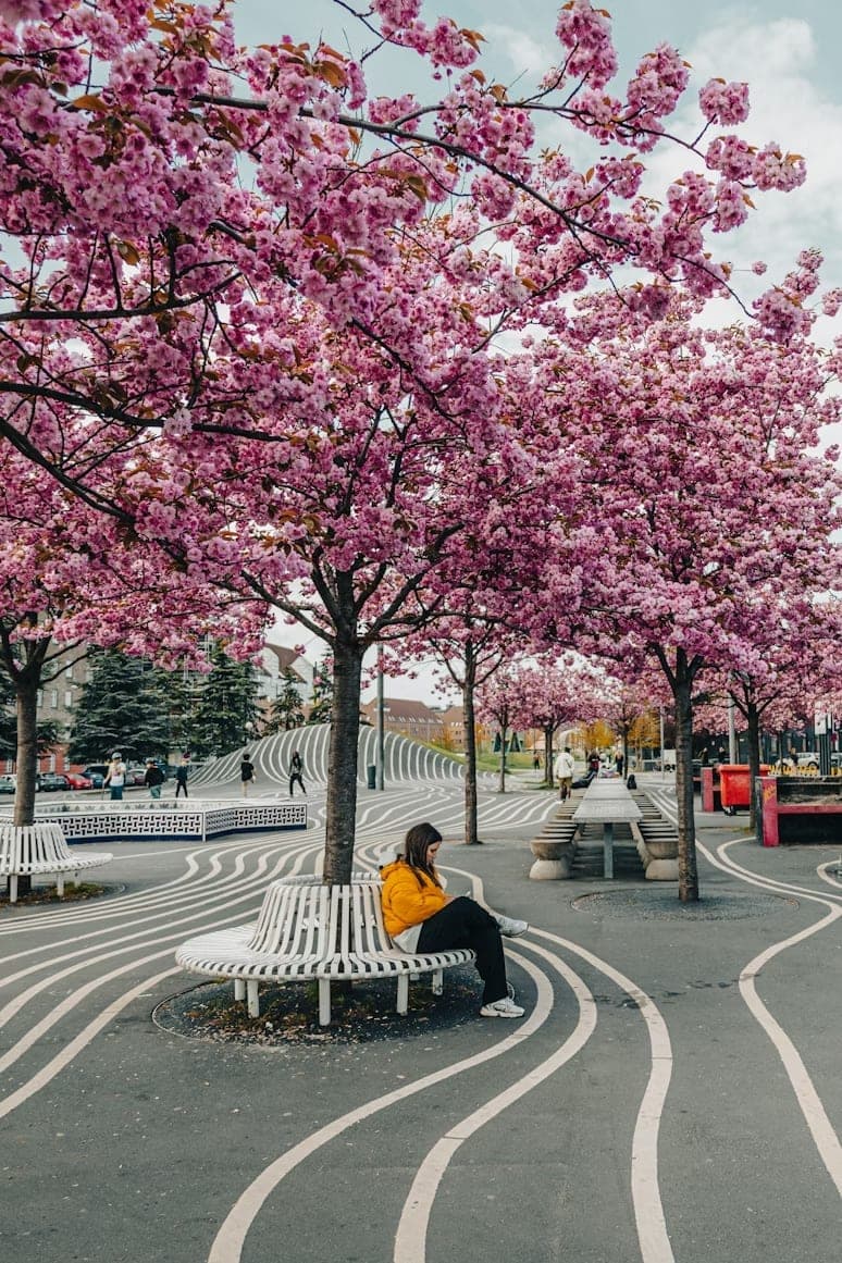 Pink blossoming trees and patterned pavement in Nørrebro